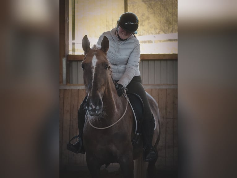 Altre razze Giumenta 8 Anni 168 cm Palomino in Nettersheim