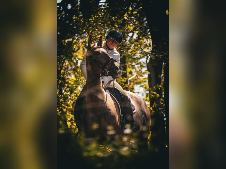 Altre razze Giumenta 8 Anni 168 cm Palomino in Nettersheim