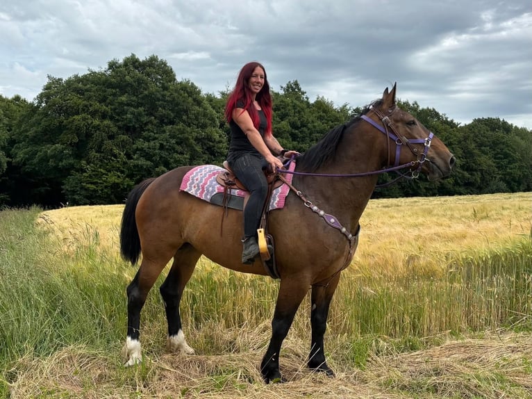 Altre razze Giumenta 8 Anni 173 cm Baio in Linkenbach