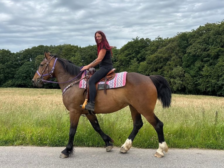 Altre razze Giumenta 8 Anni 173 cm Baio in Linkenbach