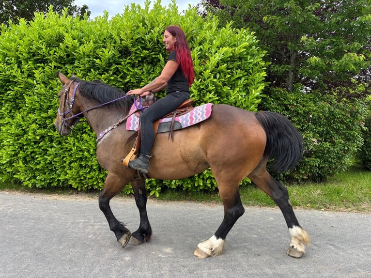 Altre razze Giumenta 8 Anni 173 cm Baio in Linkenbach