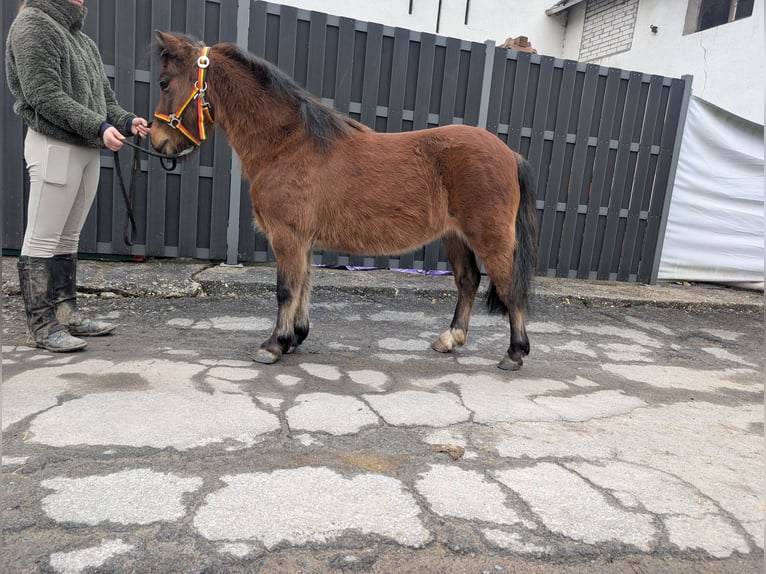 Altre razze Giumenta 9 Anni 116 cm Baio in Morsbach