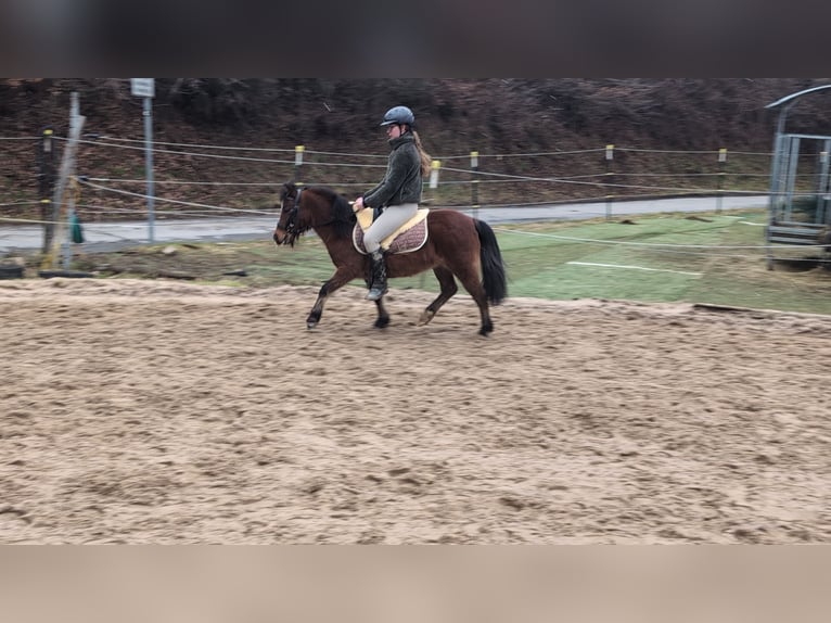 Altre razze Giumenta 9 Anni 116 cm Baio in Morsbach