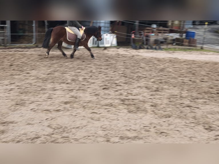 Altre razze Giumenta 9 Anni 116 cm Baio in Morsbach