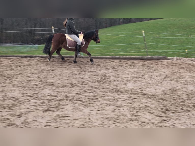 Altre razze Giumenta 9 Anni 116 cm Baio in Morsbach