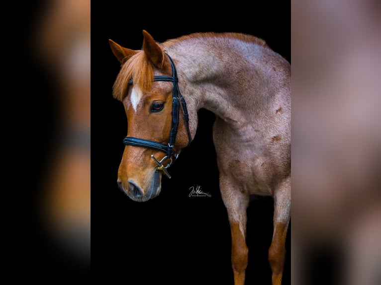 Altre razze Mix Giumenta 9 Anni 140 cm Roano rosso in Breskens