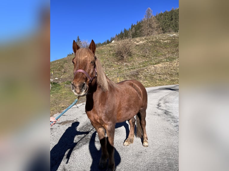 Altre razze Giumenta 9 Anni 140 cm Sauro in Längenfeld