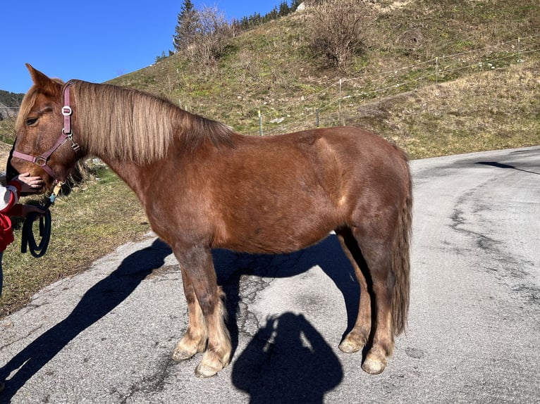 Altre razze Giumenta 9 Anni 140 cm Sauro in Längenfeld