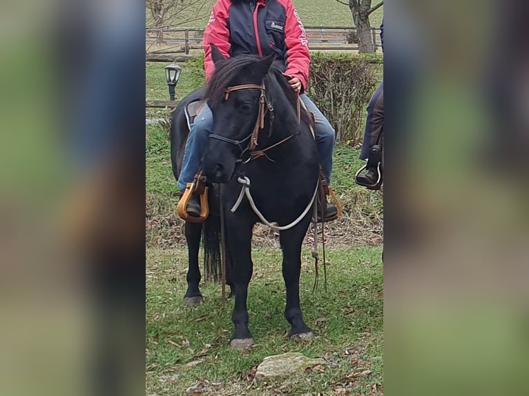 Altre razze Mix Giumenta 9 Anni 143 cm Morello in Bad Harzburg