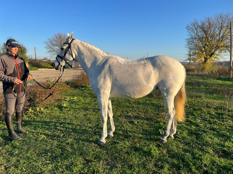 Altre razze Giumenta 9 Anni 146 cm in Senovo