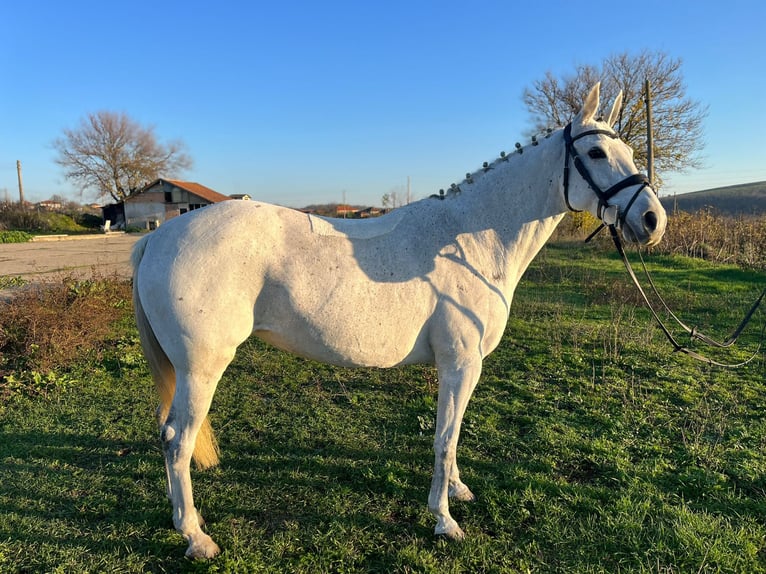 Altre razze Giumenta 9 Anni 146 cm in Senovo