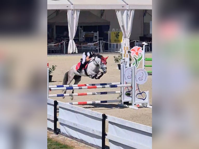Altre razze Mix Giumenta 9 Anni 147 cm Grigio in Sedliste