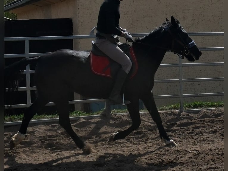 Altre razze Giumenta 9 Anni 147 cm Morello in Buttstädt