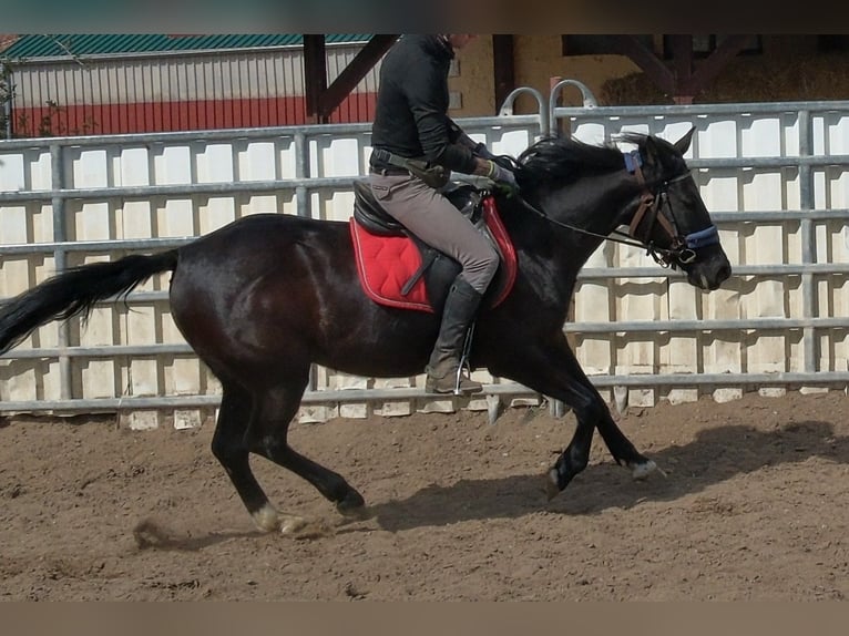 Altre razze Giumenta 9 Anni 147 cm Morello in Buttstädt