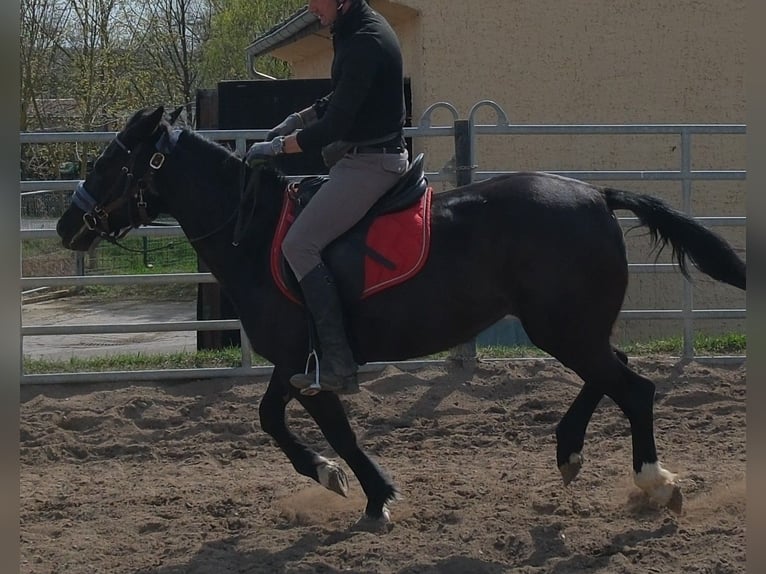 Altre razze Giumenta 9 Anni 147 cm Morello in Buttstädt