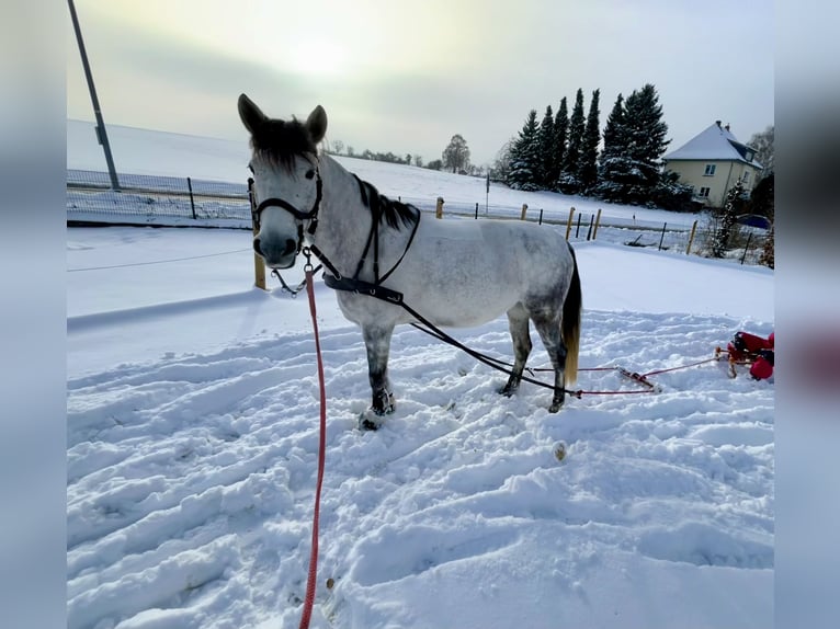 Altre razze Giumenta 9 Anni 148 cm Grigio in Gieboldehausen