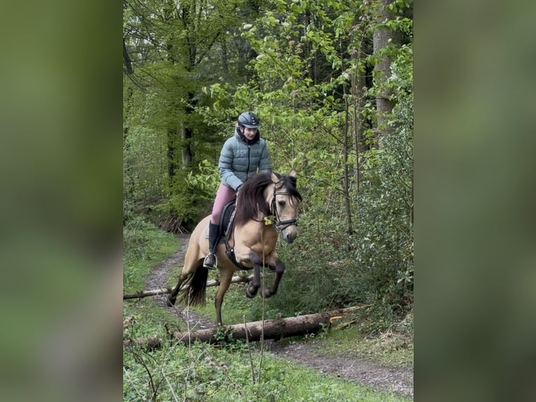 Altre razze Giumenta 9 Anni 150 cm Falbo in Remscheid