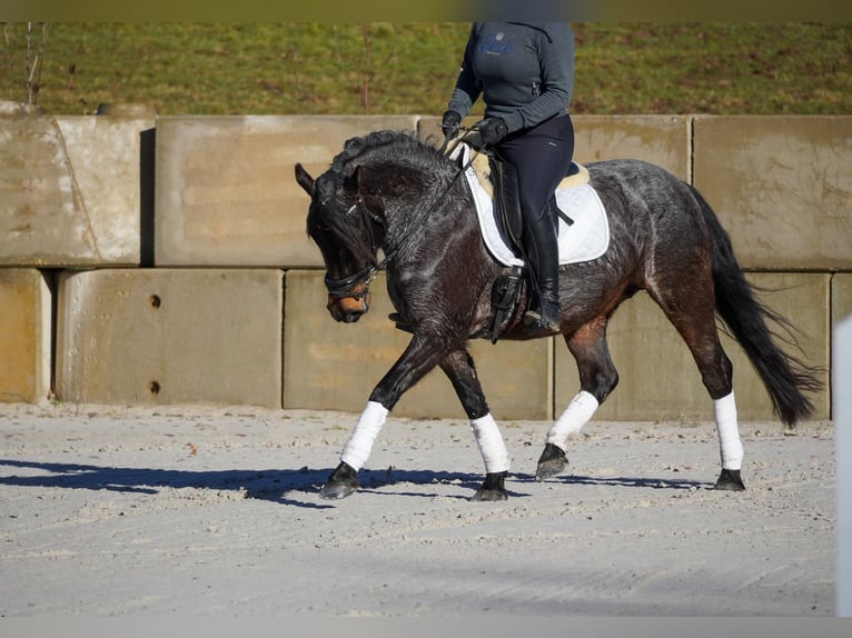 Altre razze Giumenta 9 Anni 152 cm Roano blu in Nettersheim