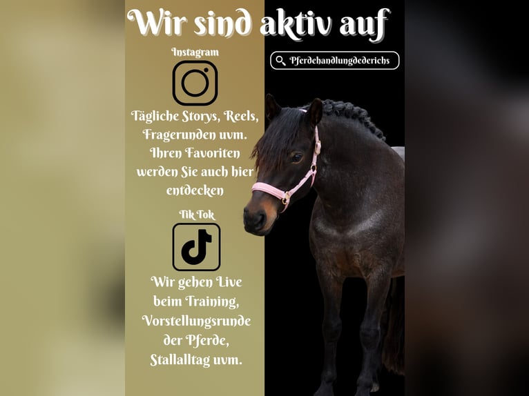 Altre razze Giumenta 9 Anni 152 cm Roano blu in Nettersheim