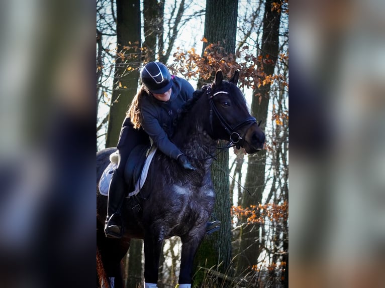 Altre razze Giumenta 9 Anni 152 cm Roano blu in Nettersheim