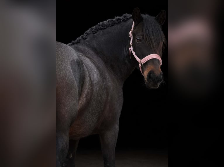 Altre razze Giumenta 9 Anni 152 cm Roano blu in Nettersheim