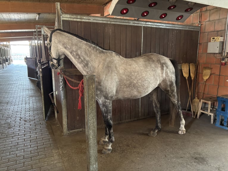 Altre razze Giumenta 9 Anni 155 cm Grigio pezzato in Zepernick