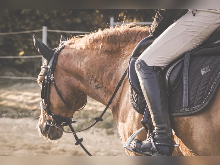 Altre razze Giumenta 9 Anni 155 cm Sauro scuro in Langenberg