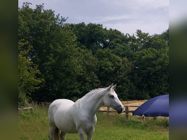 Altre razze Giumenta 9 Anni 158 cm Grigio pezzato in Scharbeutz