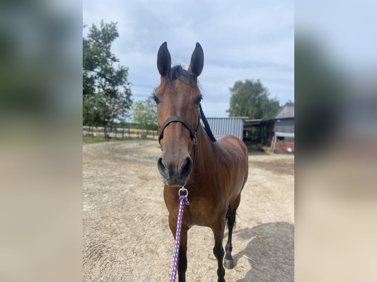 Altre razze Giumenta 9 Anni 160 cm Baio in Korschenbroich