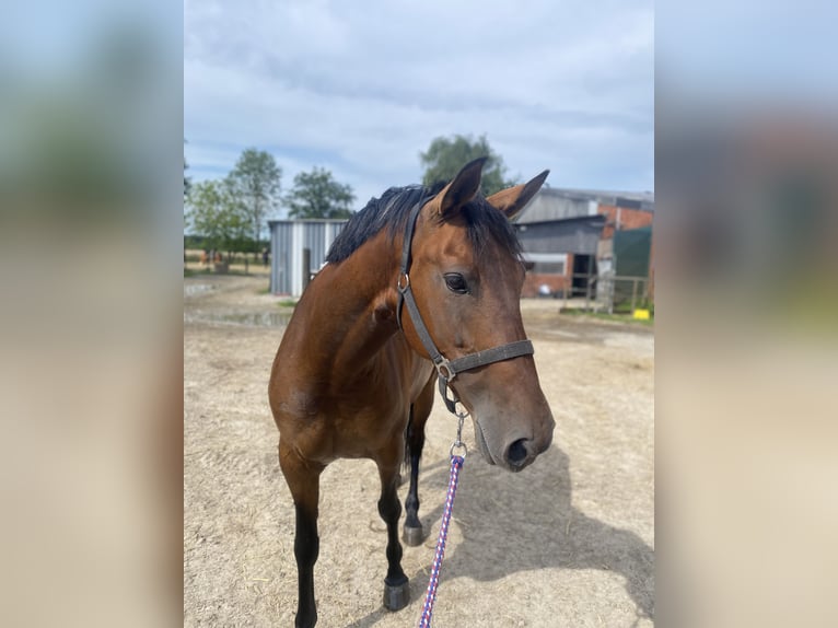 Altre razze Giumenta 9 Anni 160 cm Baio in Korschenbroich