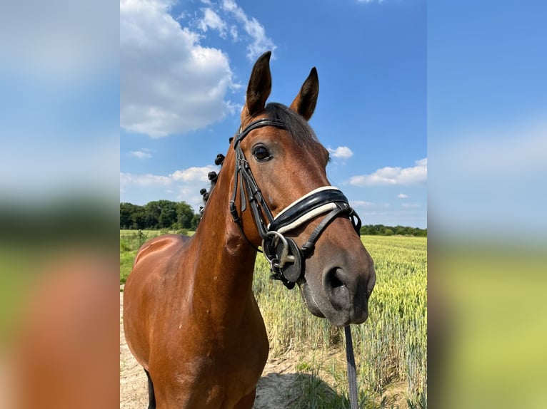 Altre razze Giumenta 9 Anni 160 cm Baio in Korschenbroich