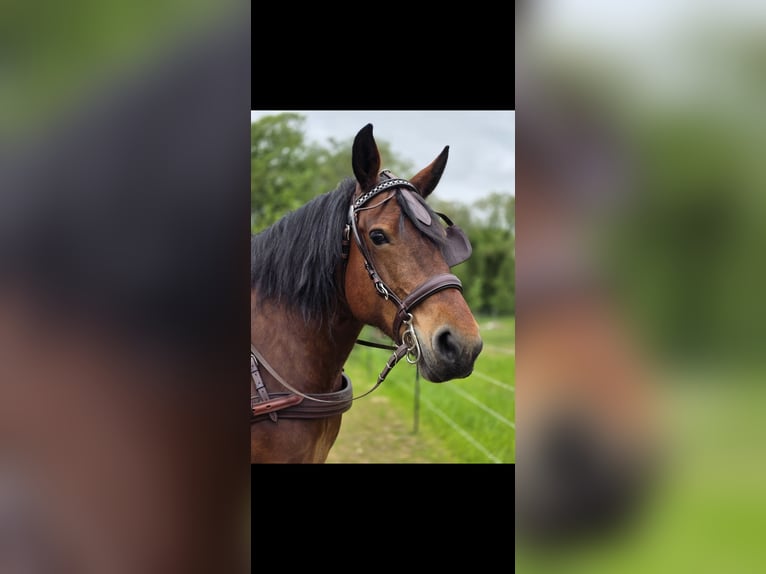 Altre razze Giumenta 9 Anni 161 cm Baio in Fehrbellin Hakenberg