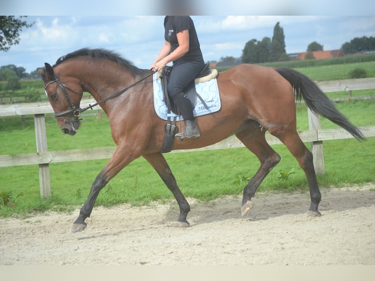 Altre razze Giumenta 9 Anni 164 cm Baio in Breda