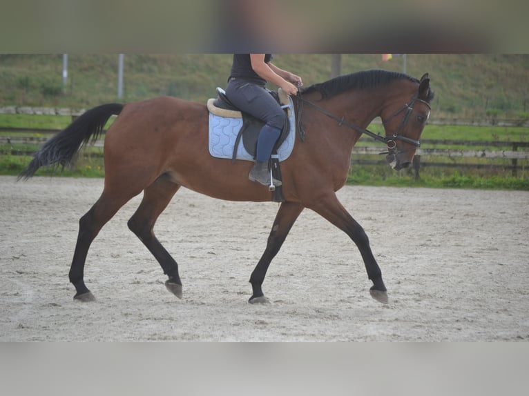 Altre razze Giumenta 9 Anni 164 cm Baio in Breda