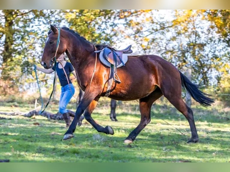 Altre razze Mix Giumenta 9 Anni 167 cm Baio in Mirandol bourgnounac