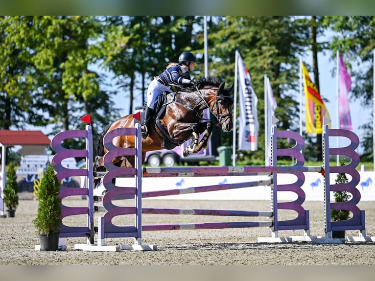 Altre razze Giumenta 9 Anni 167 cm Baio ciliegia in S&#x119;dzice