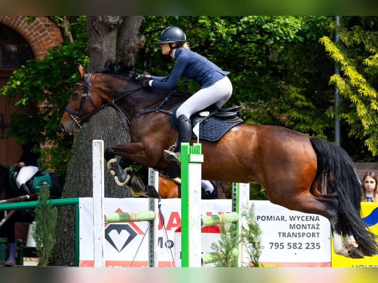 Altre razze Giumenta 9 Anni 167 cm Baio ciliegia in S&#x119;dzice