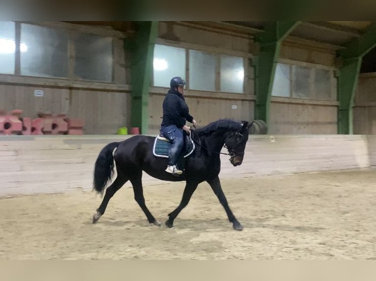 Altre razze Giumenta 9 Anni 175 cm Baio in Bad Leonfelden