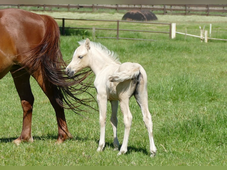 Altre razze Giumenta Puledri (04/2026) 135 cm Palomino in Lathen