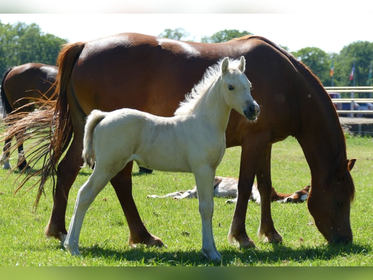 Altre razze Giumenta Puledri (04/2026) 135 cm Palomino in Lathen