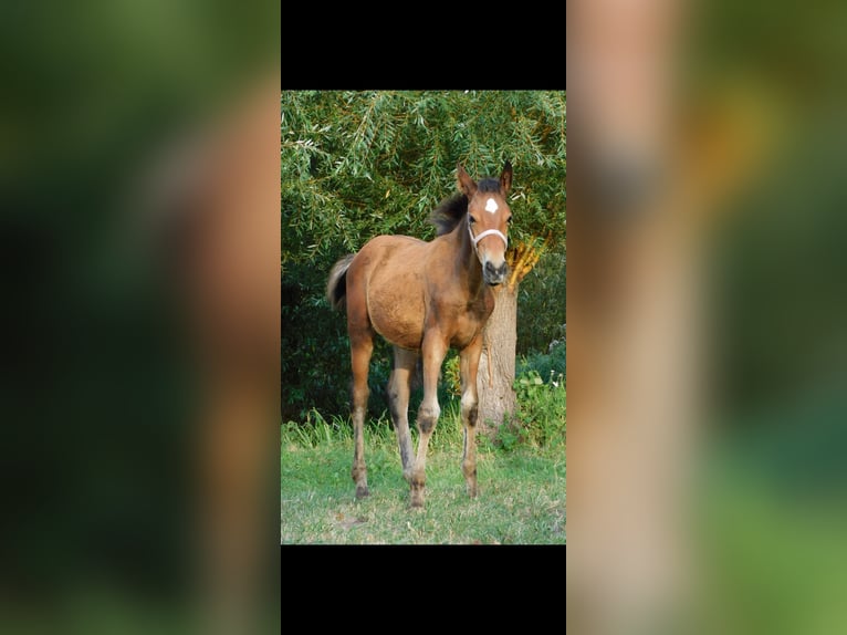 Altre razze Giumenta Puledri (04/2024) 160 cm Baio in Baranów