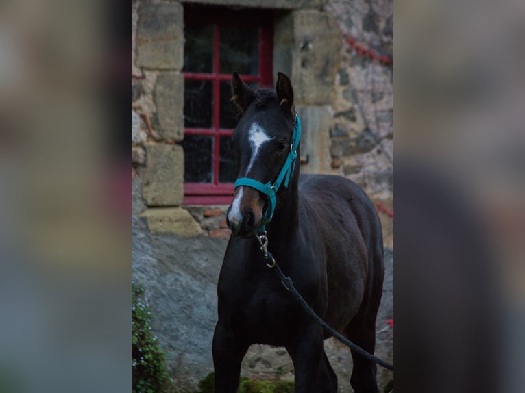 Altre razze Giumenta Puledri (05/2024) Baio nero in SORBIER