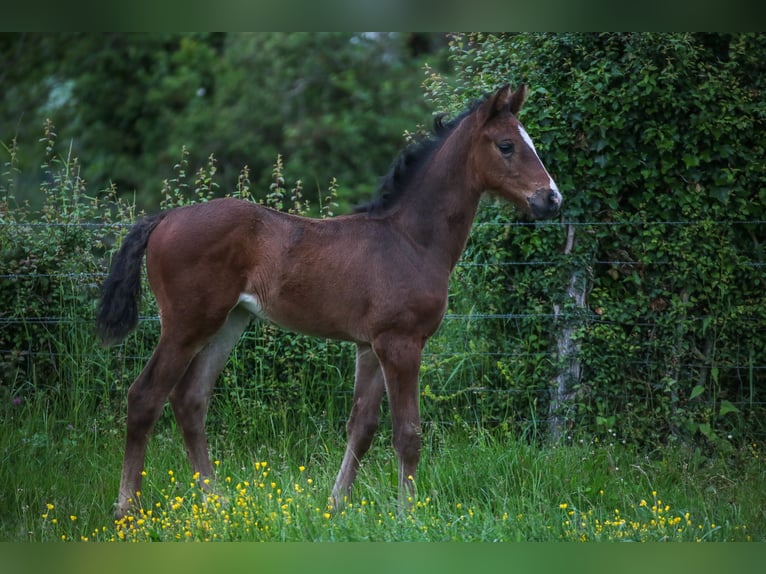 Altre razze Giumenta Puledri (05/2024) Baio nero in SORBIER