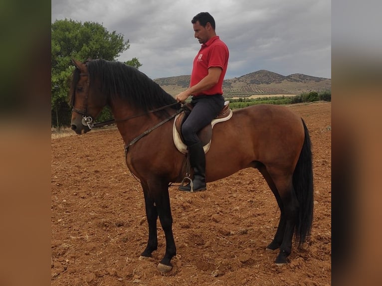 Altre razze Mix Stallone 13 Anni 164 cm Baio ciliegia in Madrid