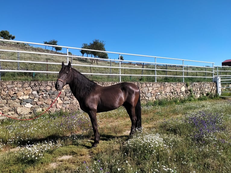 Altre razze Stallone 14 Anni in Higuera De Vargas