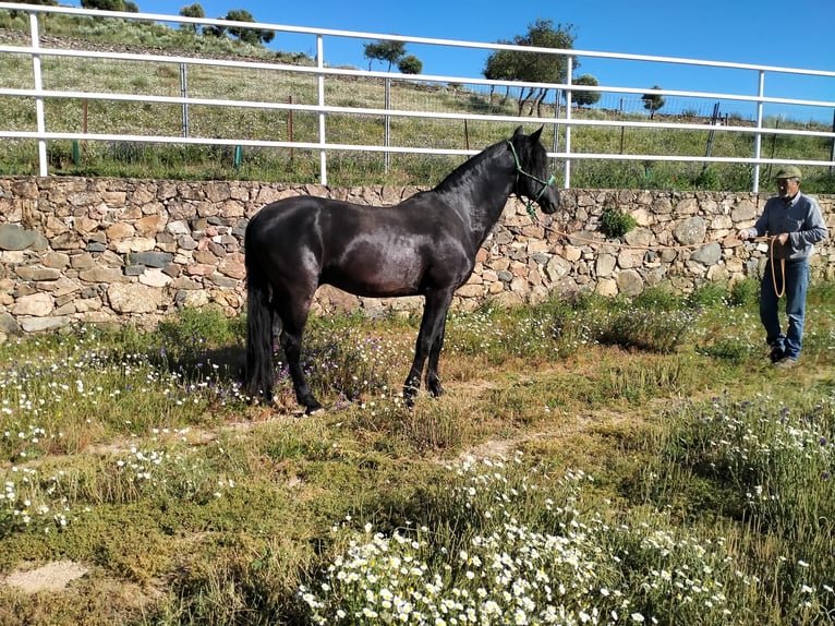 Altre razze Stallone 14 Anni in Higuera De Vargas