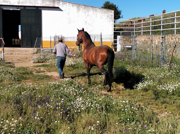 Altre razze Stallone 14 Anni in Higuera De Vargas