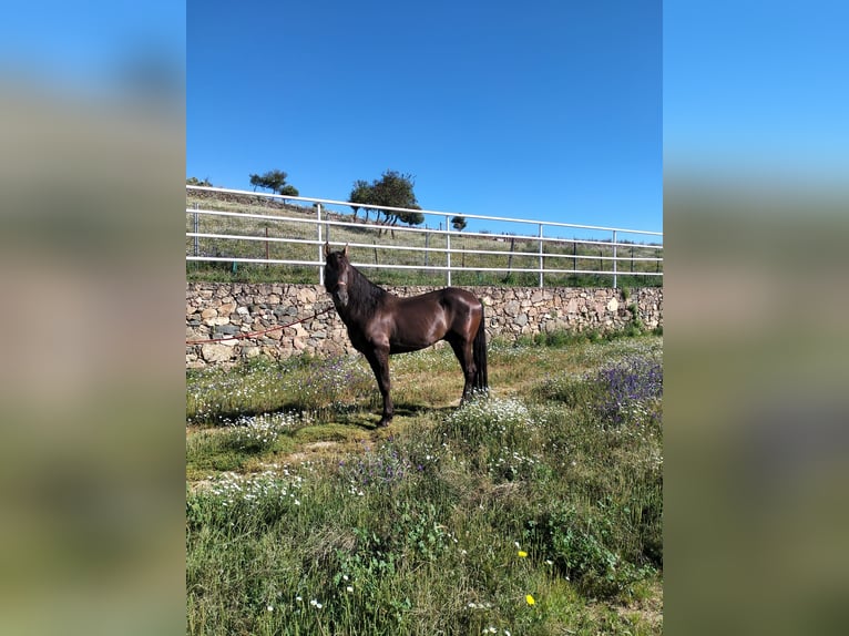 Altre razze Stallone 14 Anni in Higuera De Vargas