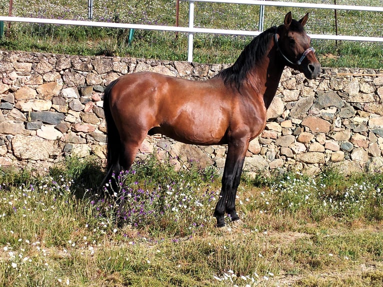 Altre razze Stallone 14 Anni in Higuera De Vargas