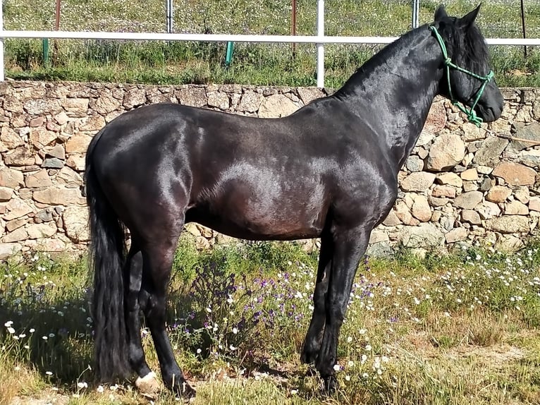 Altre razze Stallone 14 Anni in Higuera De Vargas